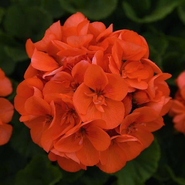 PÉLARGONIUM 13 cm et panier de 25 cm
