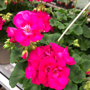 PELARGONIUM SUNRISE ROSE HOT EYE
