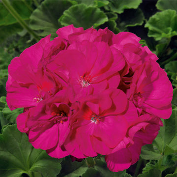 PELARGONIUM SUNRISE VIOLET (EVITA)