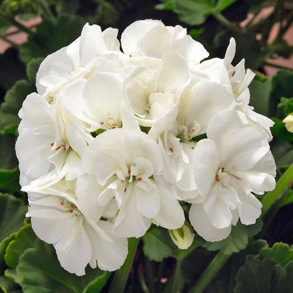 PÉLARGONIUM 13 cm et panier de 25 cm