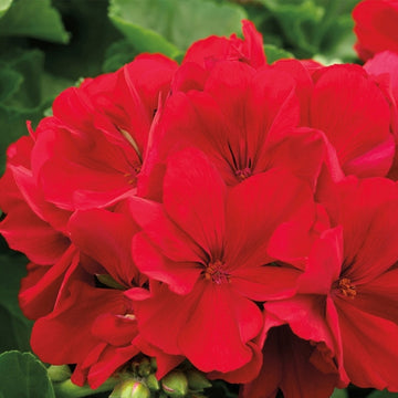 PELARGONIUM ROUGE FONCÉ (GRAND)