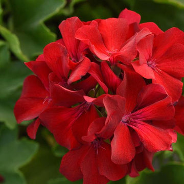 PÉLARGONIUM MARCADA ROUGE FONCÉ