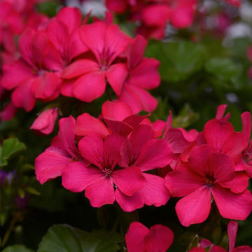 PÉLARGONIUM MARCADA MAGENTA