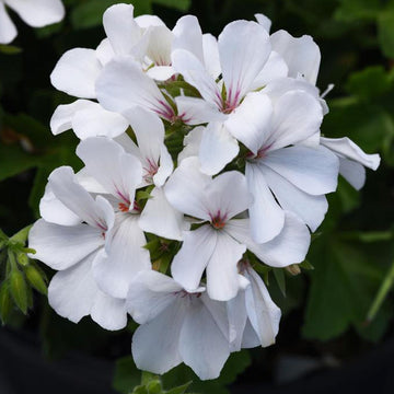PELARGONIUM MARCADA BLANC