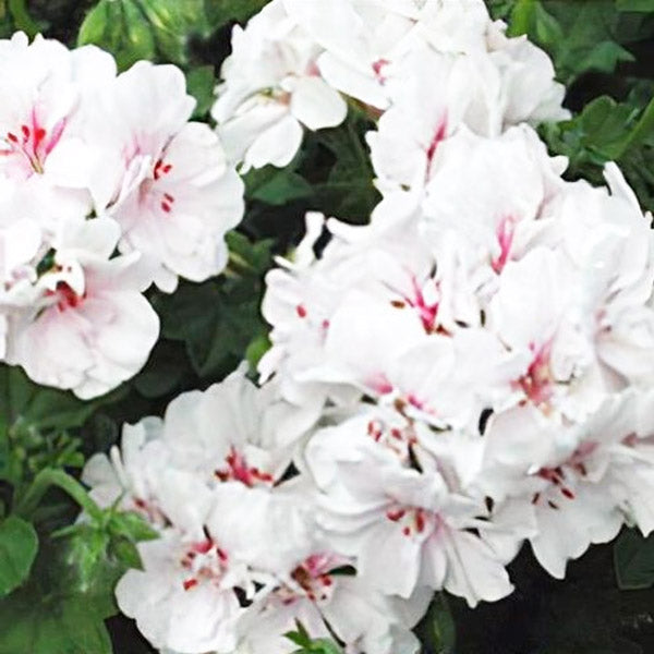 Pelargonium 4.5" Pot