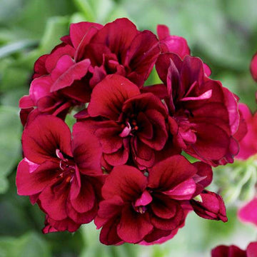 PELARGONIUM ROYAL DARK BURGUNDY