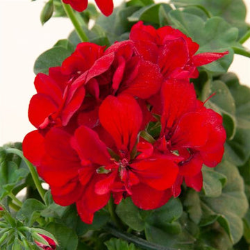 PELARGONIUM&nbsp; ROYAL DARK RED