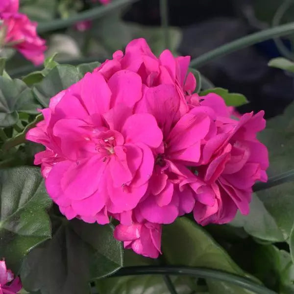 Pelargonium 4.5" Pot