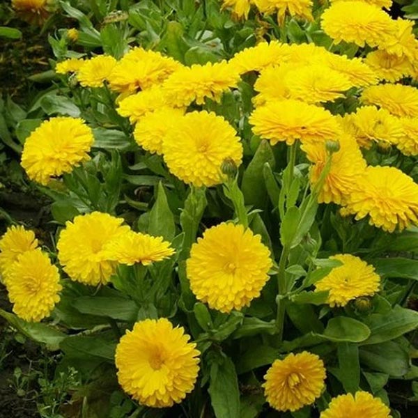 Calendula Bon Bon