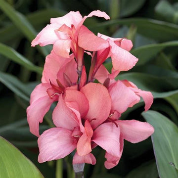Casa Brnze Peach