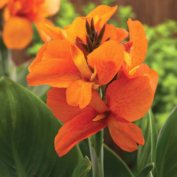 Canna South Pacific Orange