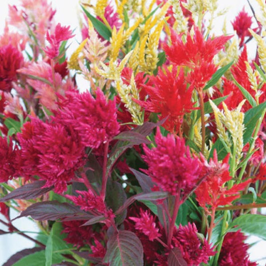 Celosia Pampas Plume Mix