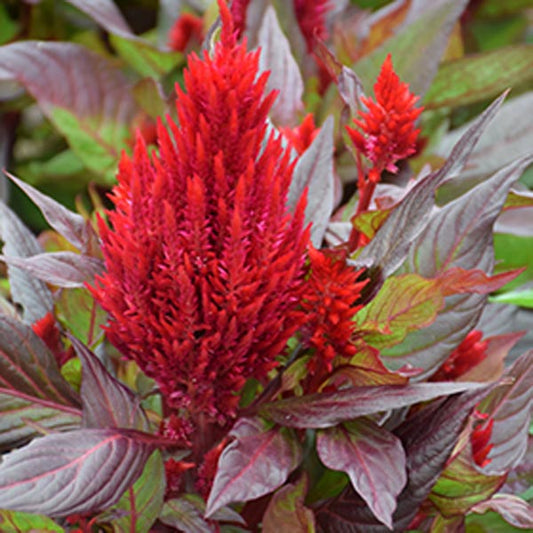 Celosia New Look 4.5" Pot