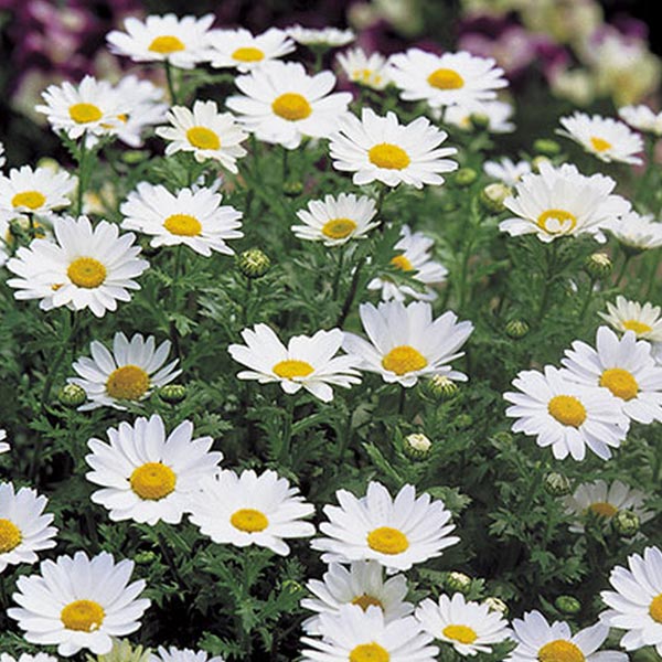 Chrysanthemum Pal Snowland ( Box Of 9 Plants )