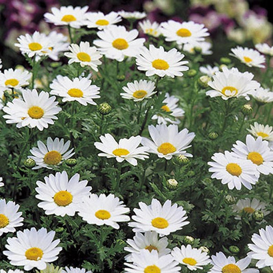 Chrysanthemum Pal Snowland ( Box Of 9 Plants )