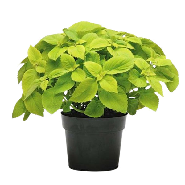 Coleus