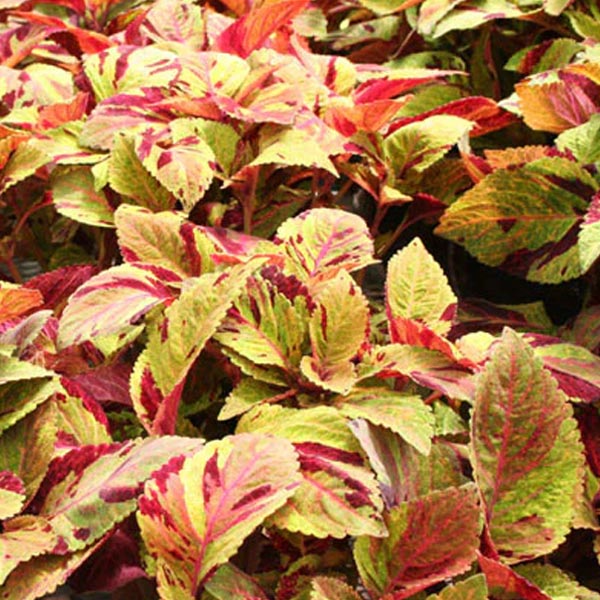 Coleus
