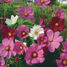 COSMOS SENSATION MIX ( BOX OF 9 PLANTS )