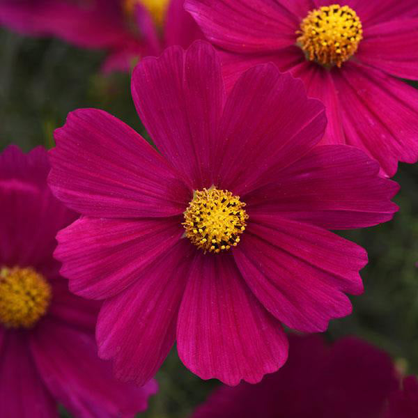 Cosmos