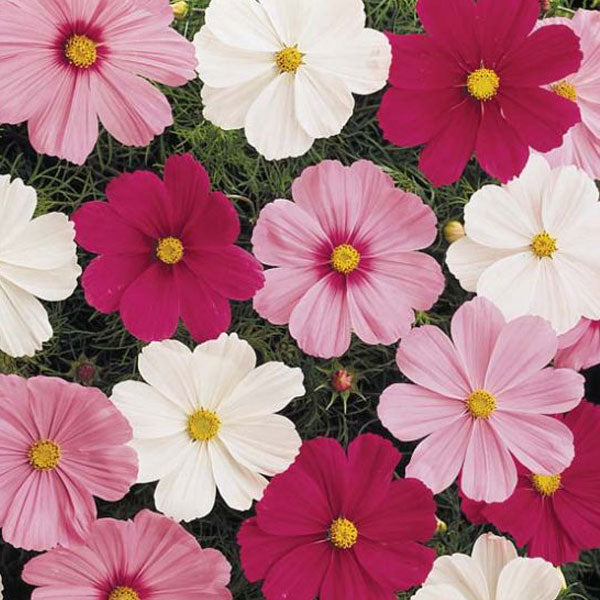 Cosmos