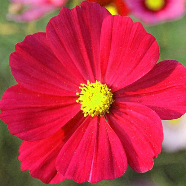 Cosmos