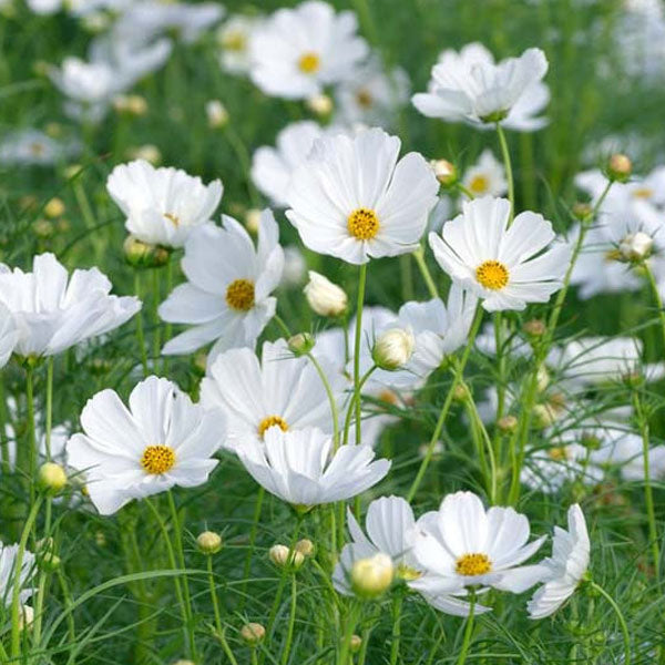 Cosmos