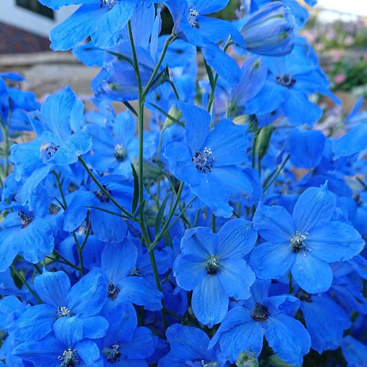 Delphinium