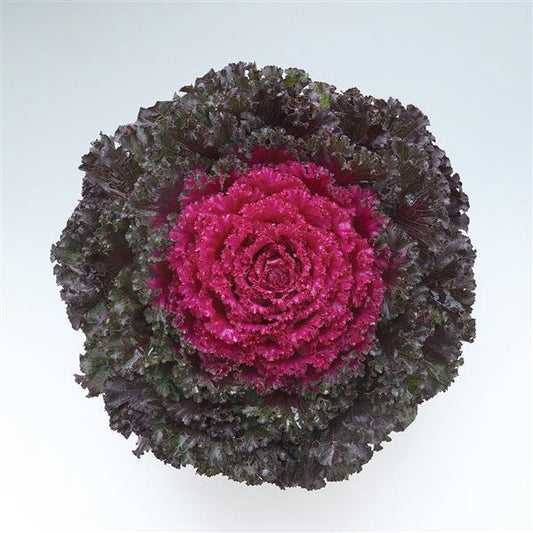 Chou frisé fleur de cristal