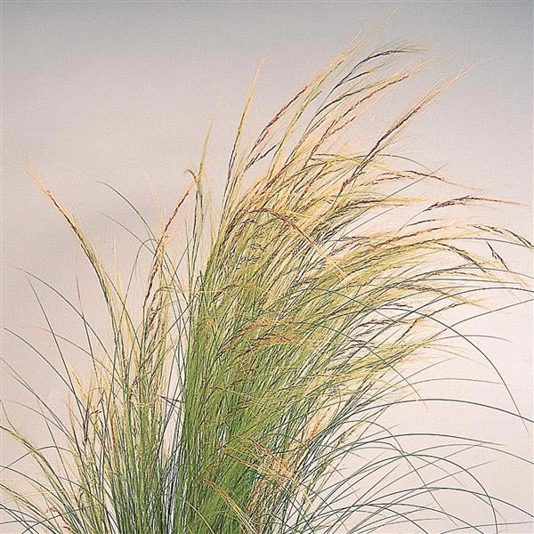 Grasses Stipa Cheveux d'ange Cheveux de poney