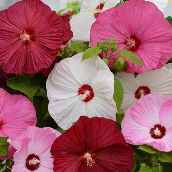 Hibiscus Luna Mix ( Gallon )