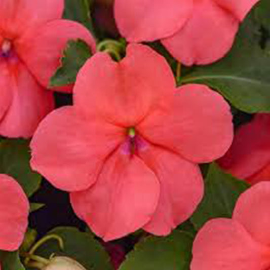 Impatiens Beacon ( Boîte de 9 Plants )