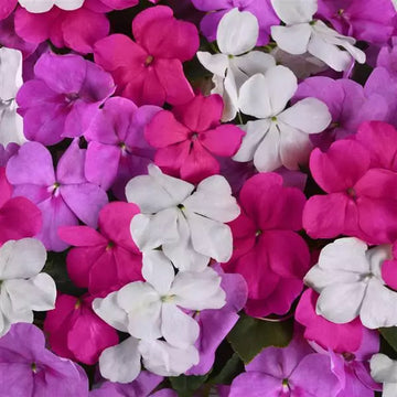IMPATIENS BEACON MIX FORMULE LPD (BOÎTE DE 9 PLANTS)
