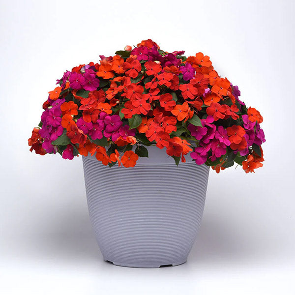Impatiens Beacon ( Boîte de 9 Plants )