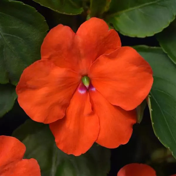 Impatiens Beacon ( Boîte de 9 Plants )