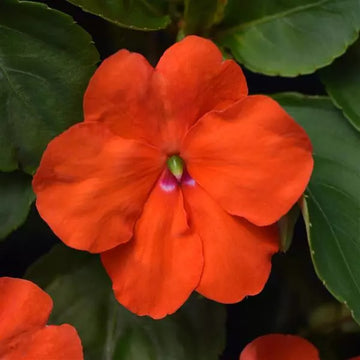 IMPATIENS BEACON ORANGE (BOÎTE DE 9 PLANTS)