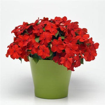 IMPATIENS BEACON ROUGE ÉCLATANT (BOÎTE DE 9 PLANTS)