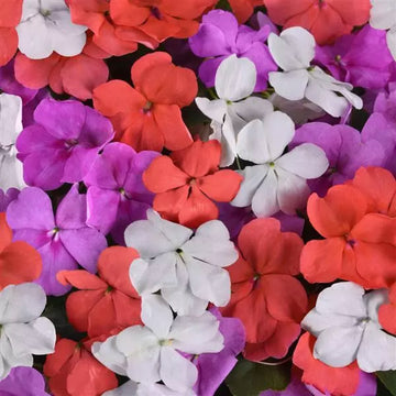IMPATIENS BEACON ROSE (LOT DE 9 PLANTS)