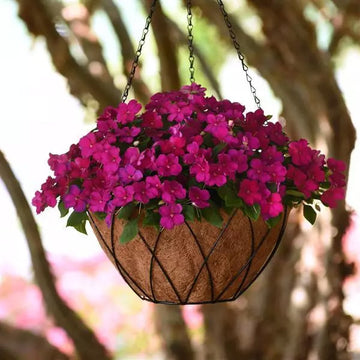 IMPATIENS BEACON VIOLETTE (CAISSE DE 9 PLANTS)