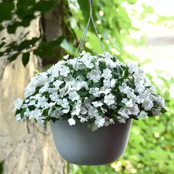 IMPATIENS BEACON BLANC (BOÎTE DE 9 PLANTS)