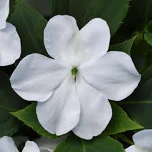 Impatiens Beacon ( Boîte de 9 Plants )