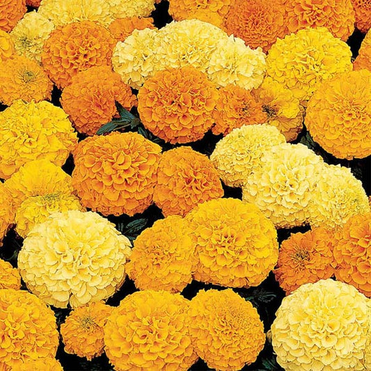 Inca Ii ( Box Of 9 Plants )