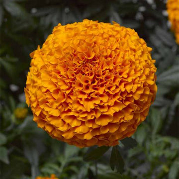 Orange Dp