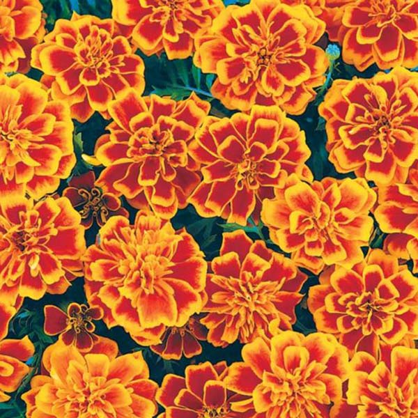 Bonanza ( Box Of 9 Plants )
