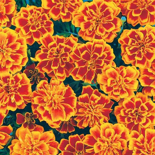 Bonanza ( Box Of 9 Plants )