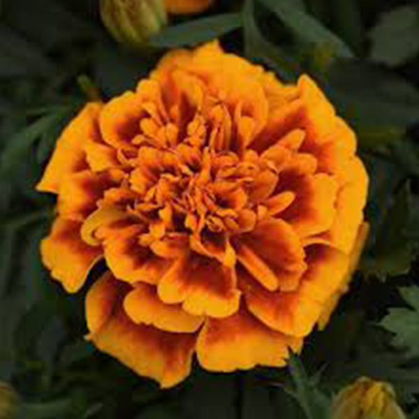 Bonanza ( Box Of 9 Plants )