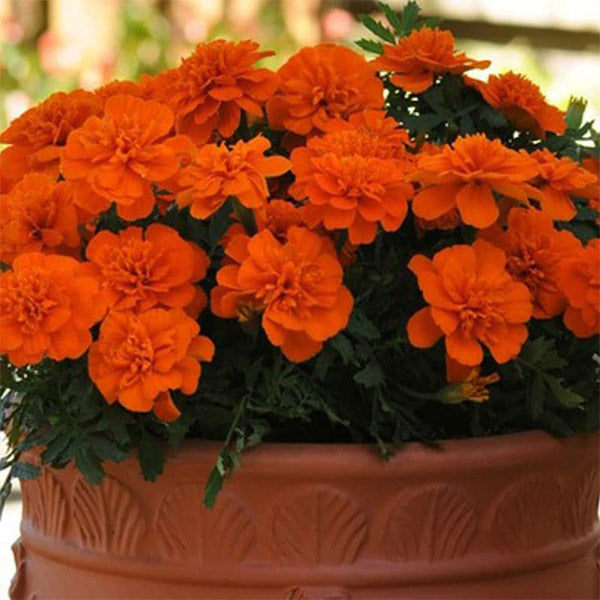 Bonanza ( Box Of 9 Plants )