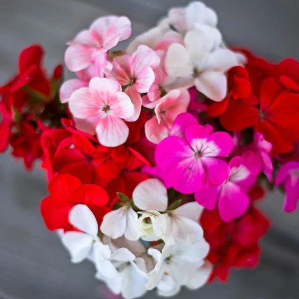 Bonanza ( Box Of 9 Plants )