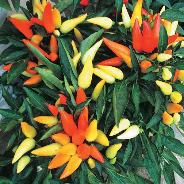 Piment d'ornement, pot de 5 po