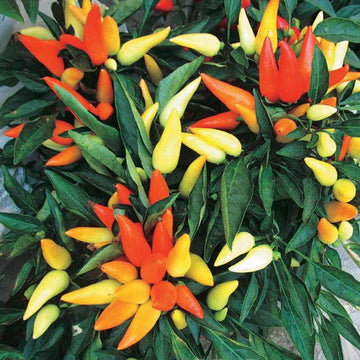 Piment Oiseau Africain