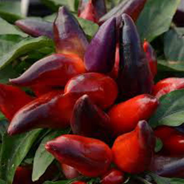 Piment d'ornement, pot de 5 po